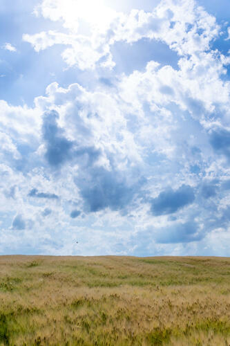 Cloudy field